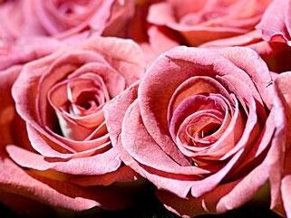 艾米丽•狄金森诗歌赏析:Ourselves were wed one summer