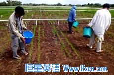 Farmers apply fertilizer to an experimental rice field.