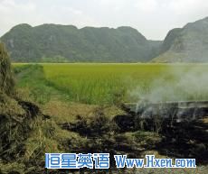 What farmers do with rice straw after harvest -- burn it or return it to the field -- affects how much fertilizer to use. 