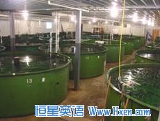 Modified Atlantic Salmon in tanks      