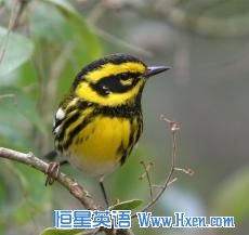 Birds use short calls - less than a second long. And each species speaks its own language.  