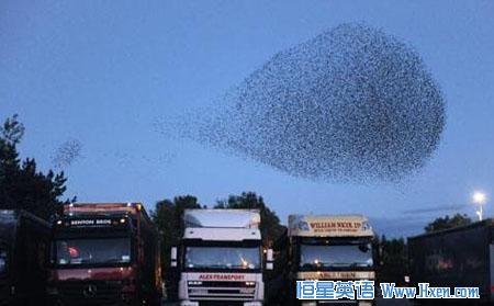 �˸�����ɵ�׳�۾�ɫ