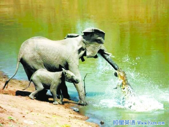 һ�����޺��������ҧס����ı��Ӳ���