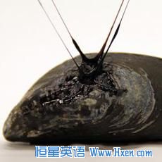 Mussels generate their own self-healing sticky material, which allows them to attach to rocks and to repair tiny tears caused by breaking waves and sand abrasion, but the elastic gel attached to this one was created in the laboratory. 