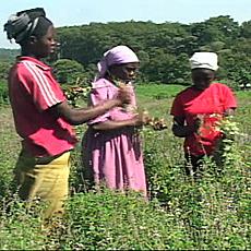 The new FAO report finds that while women make up 43 percent of the world's farmers, only about 10 to 20 percent own the land they farm.  