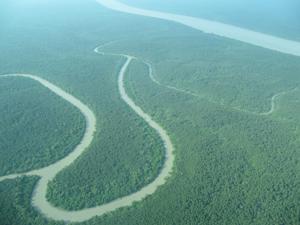 A mangrove landscape on the Ganges River Delta, Bangladesh. Mangroves are being rapidly deforested globally. 