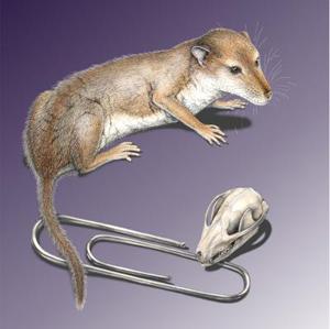 Reconstruction of the skull and a life restoration of Hadrocodium wui, with a paper clip (32mm or 1.25 inches) for scale.  