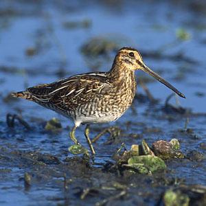 If you bring back one of THESE kinds of snipe from your snipe hunt, you��re cheating! 