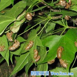 The nymphs climb up a bush or tree to molt during the night leaving their brown casings behind. 