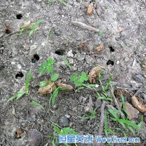 After living underground for 13 years, cicada nymphs tunnel out of the ground to shed their skins and begin their adult lives. 