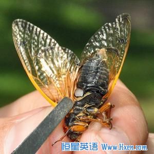 Male cicadas have two white organs called tymbals that they use to make their characteristic loud song to attract mates. 