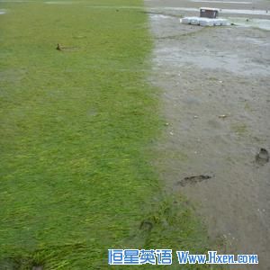 Experimental application of herbicide (on right) controlled Japanese eelgrass, but its use is controversial.