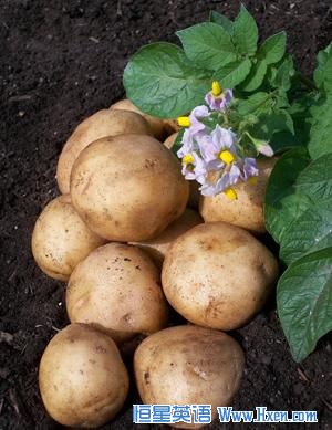 Potato tubers and flowers.