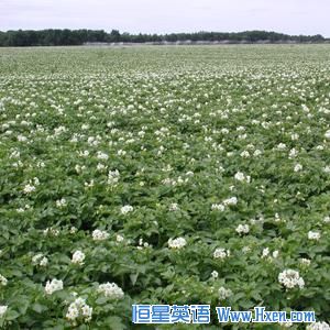 The potatoes in this field are related to a number of important plants, including tomatoes, eggplants, peppers and tobacco.  