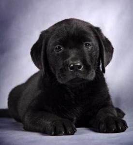 ��������Ȯ����ѧ����