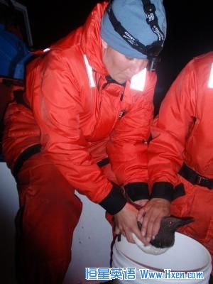 NOAA biologists, including Tiffanie Cross, coax a common murre into regurgitating its dinner of forage fish.