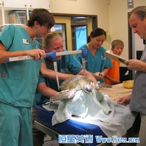 Duval, a female loggerhead turtle, is measured by staff at the Georgia Sea Turtle Center. 