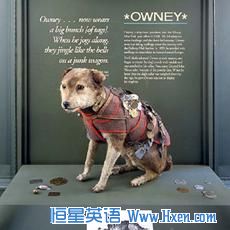 Here��s Owney after a taxidermist was through with him, wearing many of the tags his human pals gave him.  