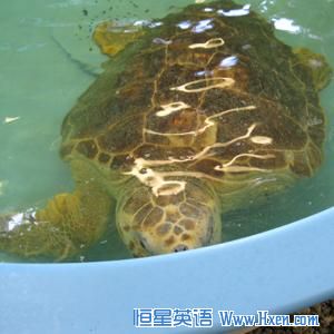 This loggerhead turtle is missing a flipper due to a shark injury.