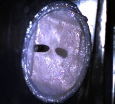 �����ˣ�����Ƥ����