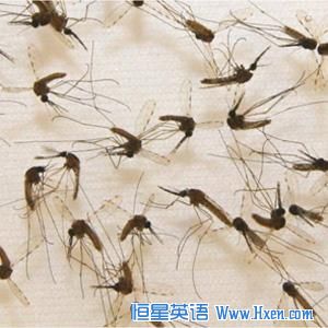 Adult mosquitoes ready for vaccine production. 