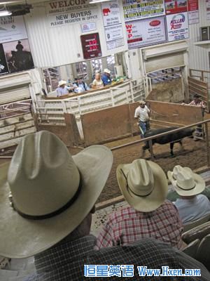 Livestock auctions have been busy this year as ranchers have sold off their herds.
