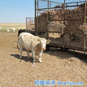 The drought has raised the price of every type of cattle feed, including 