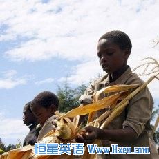 Young Kenyan boys harvest maize in Bomet, Kenya (File Photo).