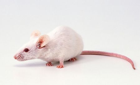 科学家研制出“大力鼠” 科学家研制出“大力鼠”