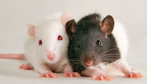 ��ҹ��ı����˴��Խṹ