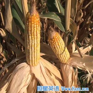 Corn-based ethanol makes up 10 percent of most gasoline in the United States, which helps push up the cost of food. 