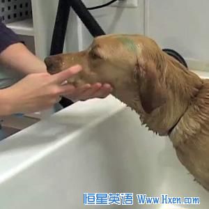 Shannon Parker's dog gets a blueberry facial at  "Bark and Bubbles&rdquo; in Fairfax, Virginia.