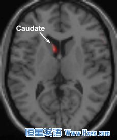 The caudate nucleus portion of the brain, which is associated with passion,  becomes aroused when someone is shown a picture of a person with whom he or she is in love.  