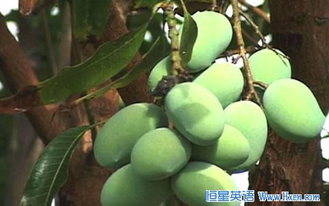 Pakistan_Mangoes_Hanging_On_Tree