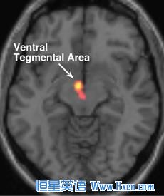 The ventral tegmental area of the brain signals reward and drive in humans in the early stages of romantic love. 