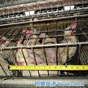 Animal welfare groups say chickens in battery cages are not given enough room to move or raise their wings. 