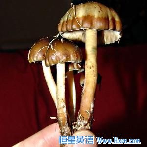UCLA researchers found the psychedelic compound, psilocybin - found naturally in certain mushrooms - can ease end-of-life anxiety in cancer patients. 