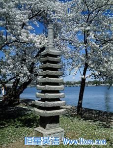 This lantern amid the cherry blossoms is lit to help commemorate the arrival of spring each year. 