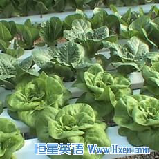 Mary Ellen Taylor grows lettuce and other salad greens in a greenhouse, without soil, on her family farm in Loudoun County, Virginia.