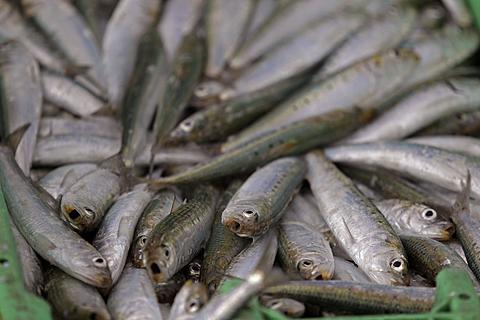 Sardines