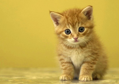 ������ζ���è�������