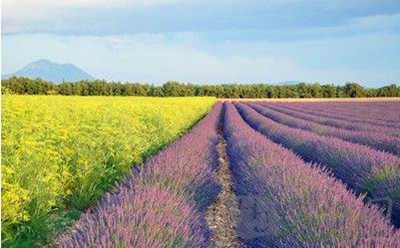 ȫ������ʻ�ʤ���̵�