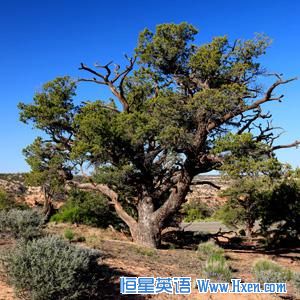 Pi&ntilde;on pine trees like this one dominate Rattlesnake Canyon. 