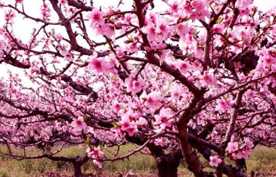 ȫ������ʻ�ʤ���̵�