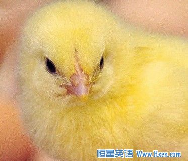 ���ȱ��˹̹����ʦ��С��������