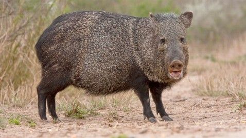 ���Ů�ѵ�Ұ����ǹ