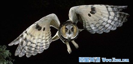 �������ҹè�Ӹ�����