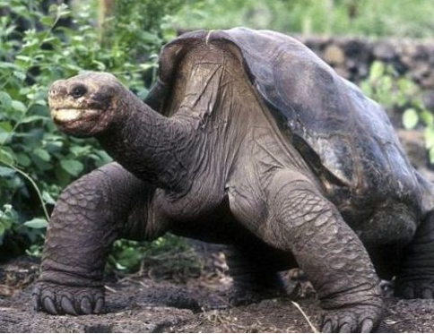 ϡ������������100��