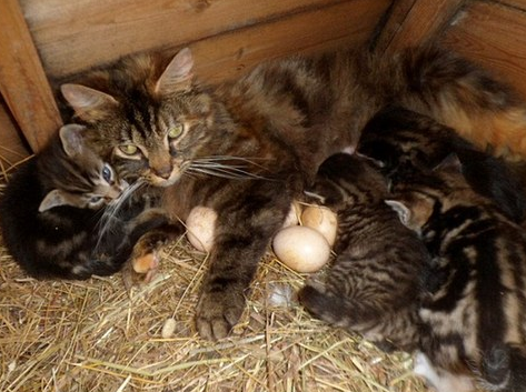 ����ĸ��������è��