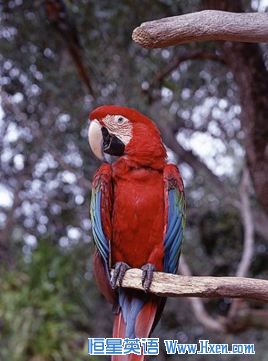 For Exotic Parrots Florida is for the Birds